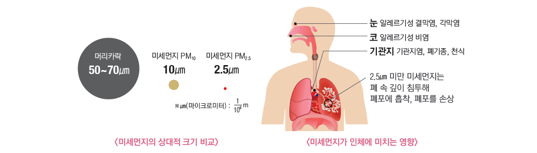 미세먼지의 상대적 크기비교 : 머리카락 50~70마이크로미터, 미세먼지 PM10 - 10마이크로미터, 미세먼지 2.5 - 2.5마이크로미터 / 미세먼지가 인체에 미치는 영향 : 눈 - 알레르기성 결막염, 각막염 코 - 알레르기성 비염 기관지 - 기관지염, 폐기종, 천식 / 2.5마이크로미터 미만 미세먼지는 폐 속 깊이 침투해 허파꽈리에 흡착, 허파꽈리를 손상