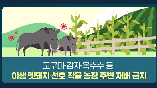 고구마·감자·옥수수 등 야생 멧돼지 선호 작물 농장 주변 재배 금지